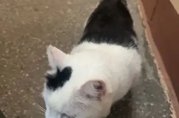 Кошка найдена: Институтский пр...