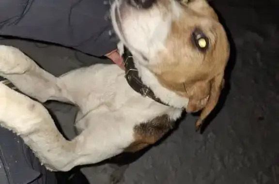 Найдена собака, Кугеси, фото: Найдена собака, Задние Карыки, Чувашия