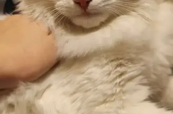 Кошка найдена в Подольске, МО