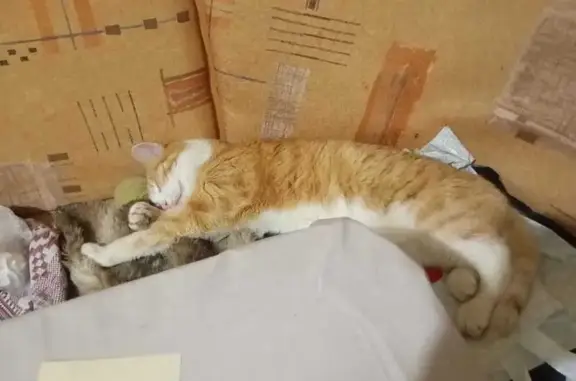 Пропала кошка на Чкалова, 44, Первоуральск