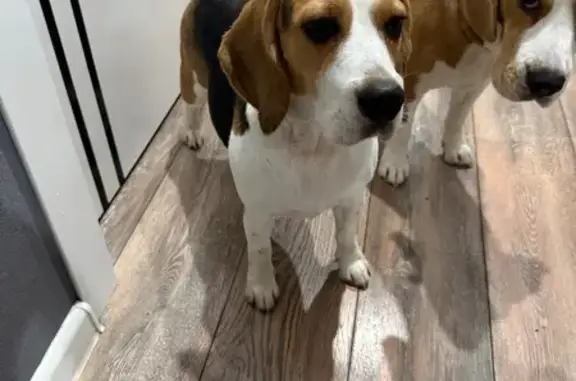 Найдена собака, Краснодар, фото: Трехцветный бигль найден на Дзержинского, Краснодар