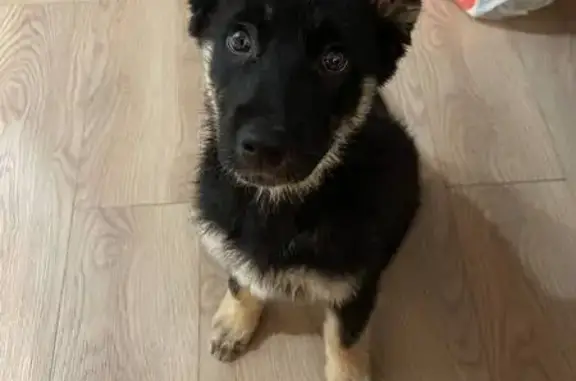 Найдена собака, Котельники, фото: Щенок найден у Пятерочки, Кузьминская ул.