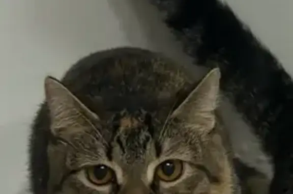 Пропала кошка, ул. Афанасьева,...