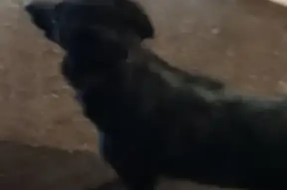 Найдена собака, Калининград, фото: Найдена собака, ул. Горького, 84, Калининград