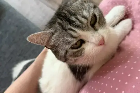 Пропала кошка, Ленинский, Сама...