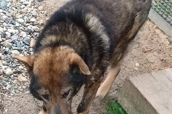 Пропала собака в Маурино, Вологодская обл.