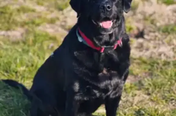 Пропала собака, Краснодар