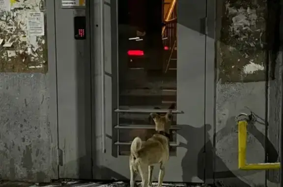 Найденные животные Казань, фото: Найдена собака, Волгоградская 17, Казань