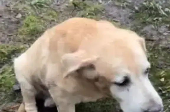 Найдена собака, Москва, фото: Лабрадор найден на Конёнкова, 10, Москва