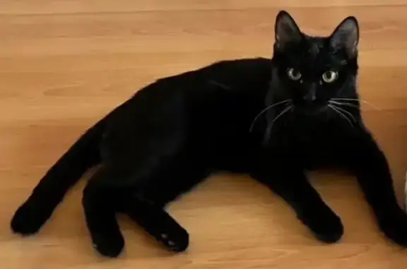 Пропала кошка, ул. 5 Августа, 6, Орёл