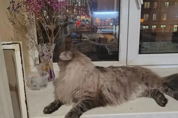 Пропала кошка, Московский пр., 75, СПб