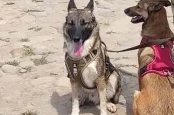 Пропала собака, Лесопарковая у...