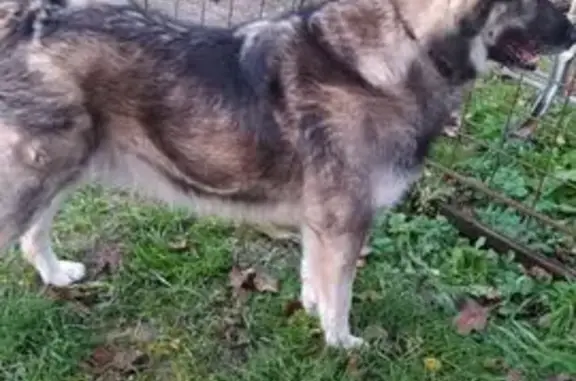 Пропала собака в Ферзиково, Ка...