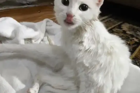 Объявления о пропавших и найденных животных, Карабаш, фото: Найдена кошка, ул. 1 Мая, Карабаш