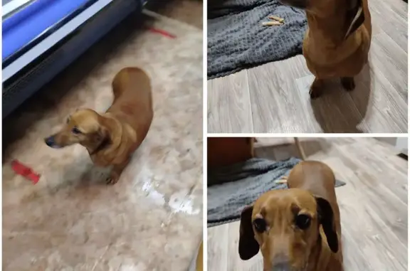 Найдена собака, Самара, фото: Найдена собака на Ташкентской, 92, Самара