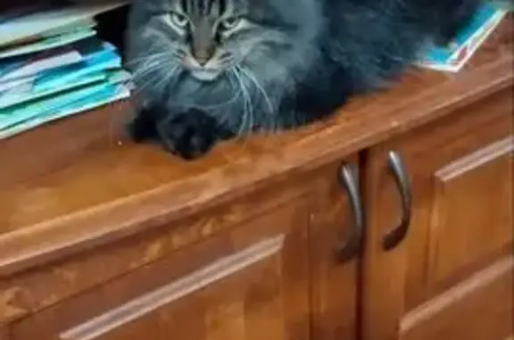 Пропала кошка, Самара, 7 лет