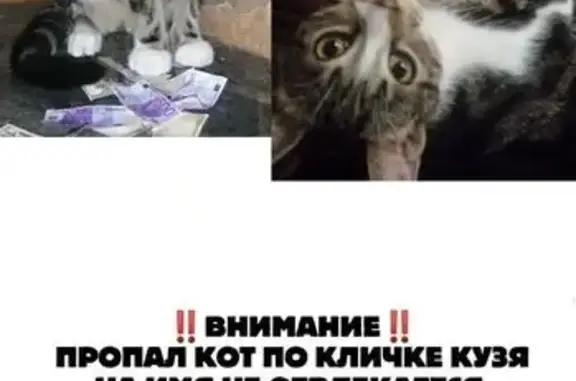 Кошки потеряшки, район Троицк, фото: Потеряшка кошка, Троицк, 46Н-08942, 25