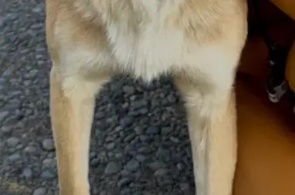 Собаки потеряшки, Шпаковский район, фото: Потеряшка собака Персик, 630, Ставропольский край