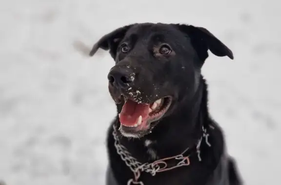 Пропала собака, Морской пр., 1...