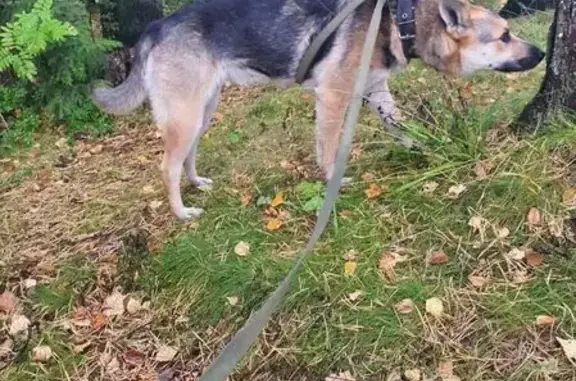Объявления о пропавших и найденных животных, Серово, фото: Собака найдена на Приморском шоссе, 647
