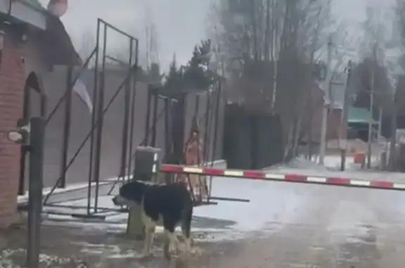 Найдена собака, Пашуково, фото: Алабай найден в Пашуково, МО