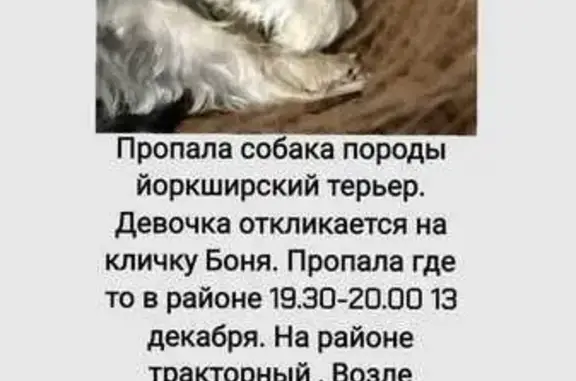 Пропала собака, ул. Жуковского...