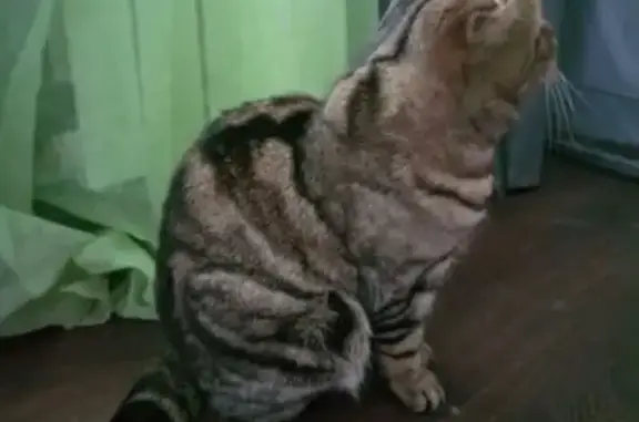 Найденные животные Йошкар-Ола, фото: Кошка найдена, ул. Героев Сталинградской, 18