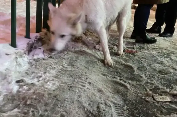 Найденные животные Ярославль, фото: Собака найдена, ул. Подзеленье, Ярославль