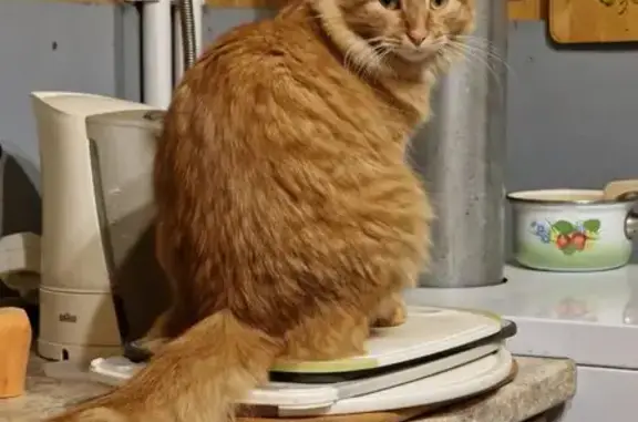 Пропал кот, ул. Электрофикации 47, Раменское