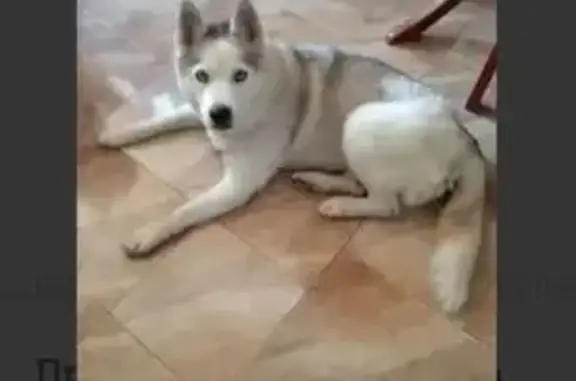 Собака пропала, Лесная ул., Москва