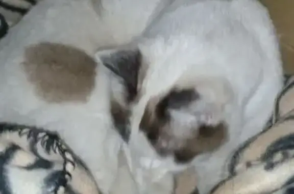 Найдена кошка, Ковров, фото: Ковров: найдена кошка с пятнами