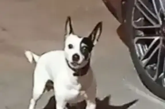 Найдена собака, Тюмень, фото: Найдена собака, Тюмень