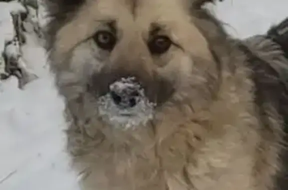 Найдена собака, Раменский, фото: Найдена собака, Московская область