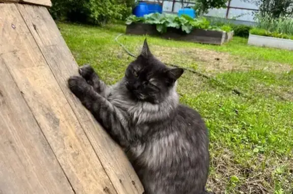 Пропала кошка, Чирково, МО