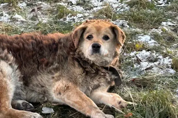 Найдена собака, Санкт-Петербург, фото: Собака найдена на наб. Монастырки, СПб