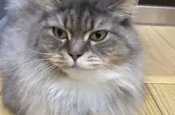Пропала кошка, Первомайская 29, Черкесск