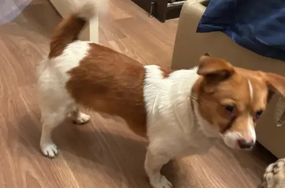 Найдена собака, район Щербинка, фото: Собака найдена: ул. Брусилова, 35 к1 с1