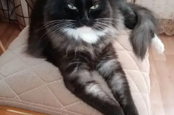 Найденные животные Сургут, фото: Кошка найдена: Тюменский тракт, Сургут