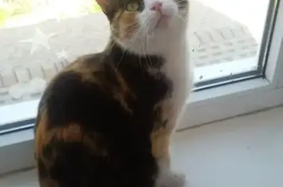 Пропала кошка, Адмиралтейский пр., 7