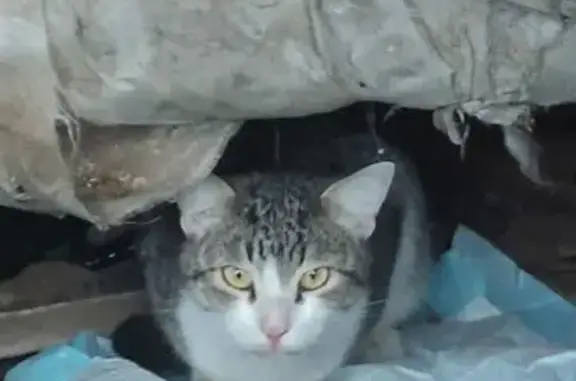 Пропала кошка, ул. Луначарского, 3 к1