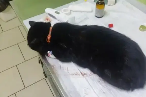 Найдена кошка, Курск, фото: Кот найден: Запольная, напротив дома 41