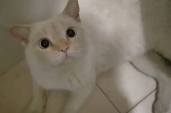 Кошка найдена, ул. Мичурина, Т...