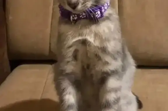 Кошки потеряшки, Исламей, фото: Потеряшка кошка, Куба-Таба, Кафе Корона