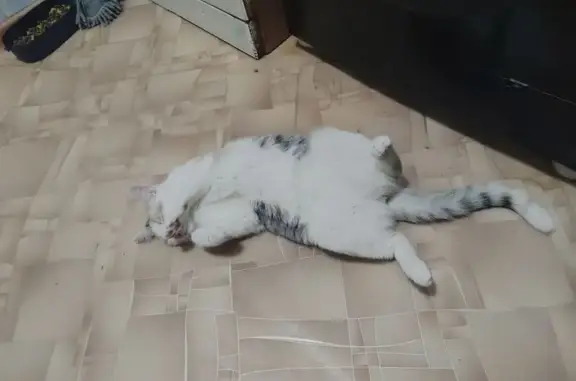 Кошки потеряшки, Барнаул, фото: Потеряшка кошка, Кулагина 17, Барнаул