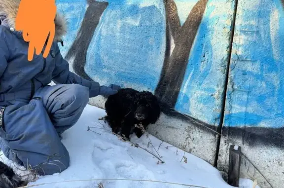 Найдена собака, Чита, фото: Собака найдена: ул. Нечаева, 100, Чита