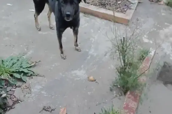 Объявления о пропавших и найденных животных, Туапсе, фото: Найдена собака на ул. Кирова, 56, Туапсе