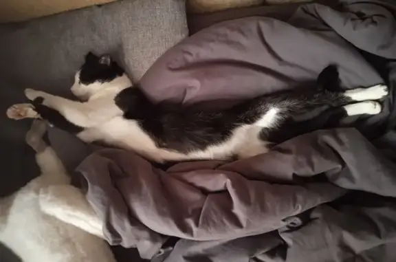 Кошки потеряшки, Красноярск, фото: Потеряшка кошка, Садовая 19, Красноярск