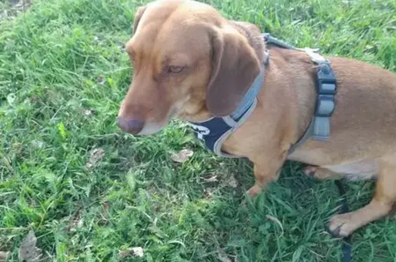 Объявления о пропавших и найденных животных, Кемерово, фото: Пропала собака, Октябрьский пр., 70А