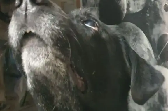 Пропала собака, Баранчинская ул., Екб