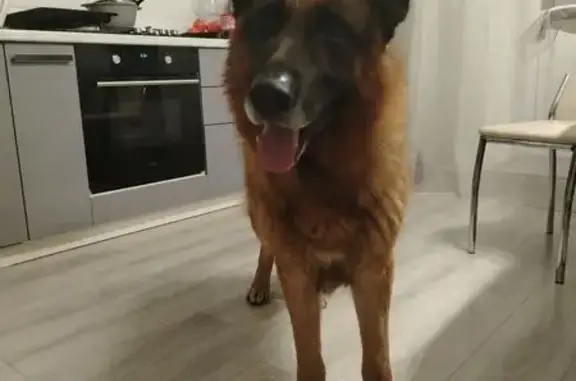 Найдена собака, Чебоксары, фото: Собака найдена: Чебоксарский проспект, 9